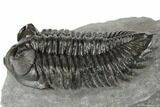 Large, Coltraneia Trilobite Fossil - Huge Faceted Eyes #197130-2